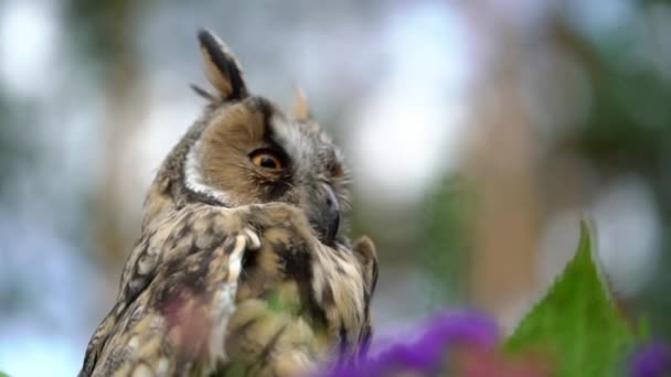 Long Eared Owl — Stock Video