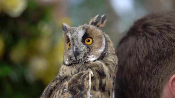 Länge eared owl — Stockvideo