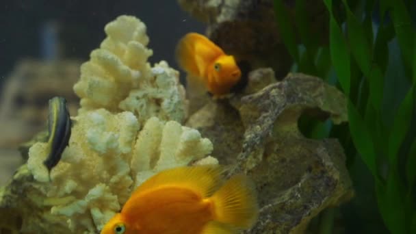 Gyllene fisk i ett sötvattensakvarium — Stockvideo