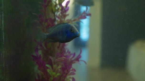 淡水のアクアリウムの黄金の魚 — ストック動画