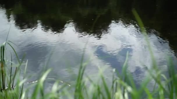 Sommergrüne Waldteichlandschaft. Sommersee in Waldszene Nahaufnahme — Stockvideo