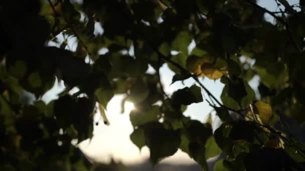 Slunce při východu a západu prostřednictvím stromu leafs — Stock video