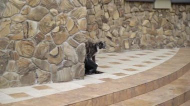 Özel evin girişine yakın bir bahçede kedi