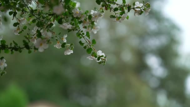 雨の日に木の白い花 — ストック動画