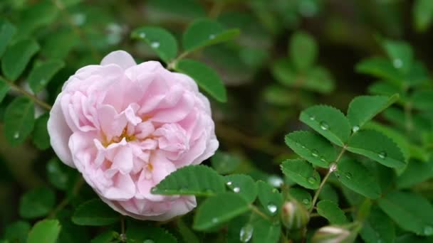 美しいピンクの牡丹薔薇の花 — ストック動画