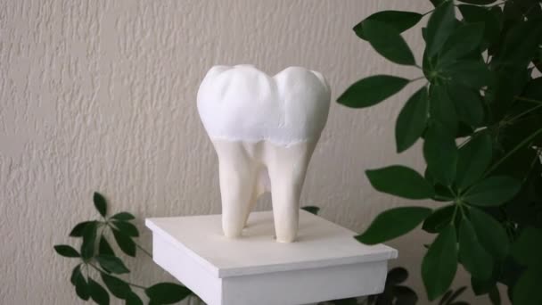 Konstgjord tand modell figur — Stockvideo