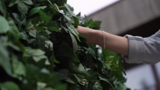 Casamento. Cerimônia de casamento. Arco. Arco, decorado com flores brancas em pé na floresta, na área da cerimônia de casamento — Vídeo de Stock