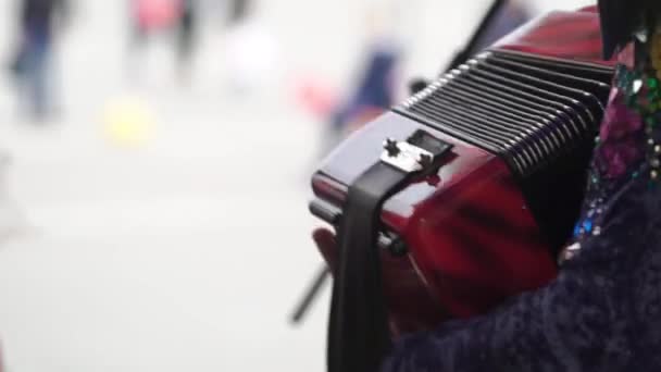 Müzisyenler sahne alanı'nda akordeon oynamaya kadar kapatın — Stok video
