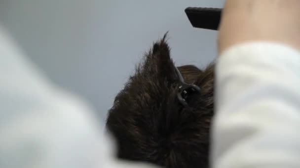 Egy fodrász vágja le a haját. — Stock videók
