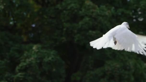 Двоє літаючих голубів, голуб на небі. Люди - молодята, що вивільняють білих птахів . — стокове відео
