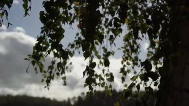 Sonbahar ya da yaz huş ağacı yaprakları