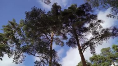 Çam ağaçları sonbahar ya da yaz