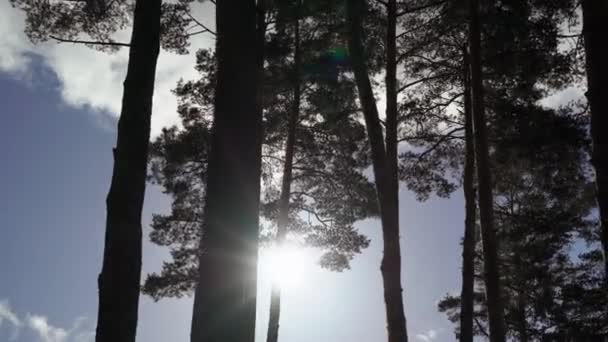 Pinos en otoño o verano — Vídeos de Stock