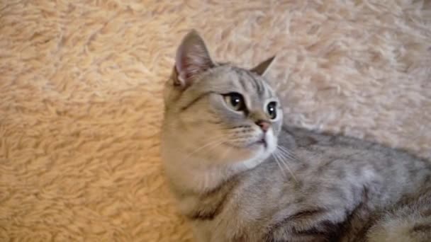 Graue schottische oder britische Katze — Stockvideo