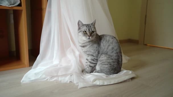 Gaun pernikahan di kamar dan kucing — Stok Video