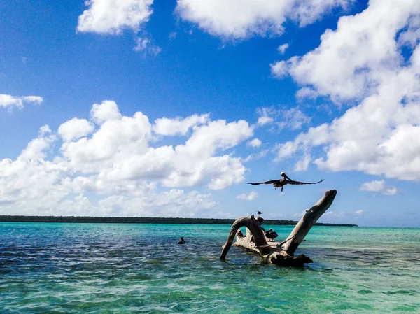 Bir deniz ağacında kuşa Pelikan