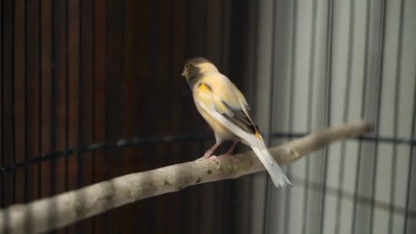 Pássaro papagaio amarelo está sentado em um balanço na gaiola — Vídeo de Stock