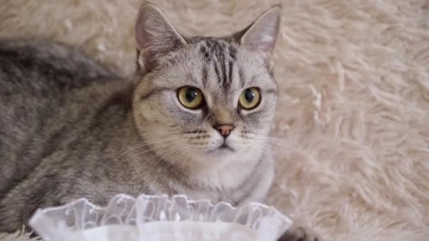 Gray scottish or britain cat with brides garter — Stock Video