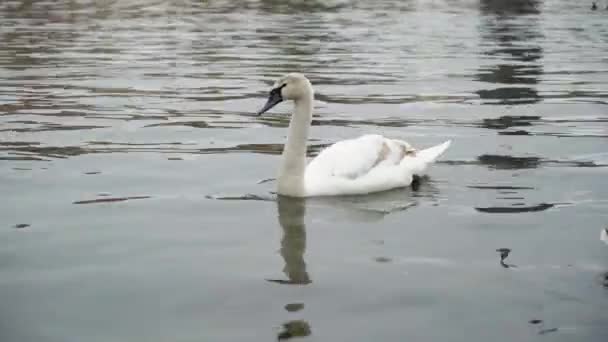 Cisne en aguas tranquilas — Vídeo de stock