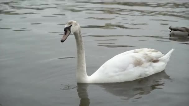 Лебедь в спокойной воде — стоковое видео