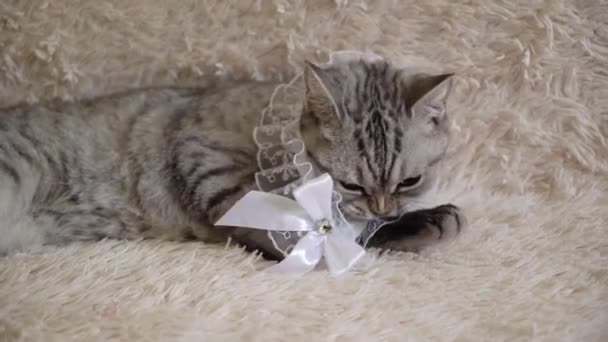 灰色苏格兰或英国猫与新娘吊带衫 — 图库视频影像