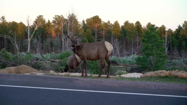 Wild deer near road — 비디오