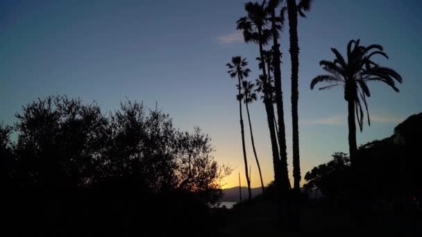 Palms at the beach sunset — Stock Video
