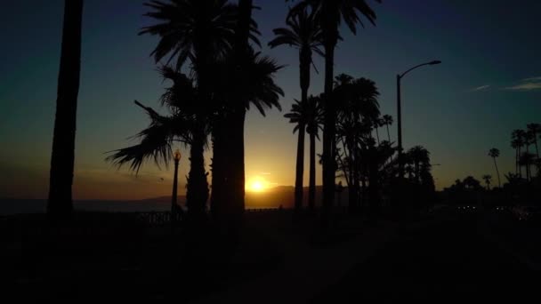 Palms at the beach sunset — Stock Video