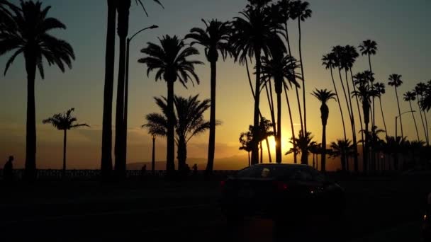 Palmeras al atardecer en la playa — Vídeo de stock