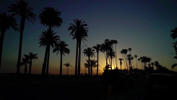Φοίνικες στο ηλιοβασίλεμα της παραλίας — Αρχείο Βίντεο