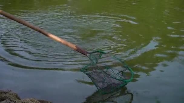 Fish in pond and fishing — Stock Video