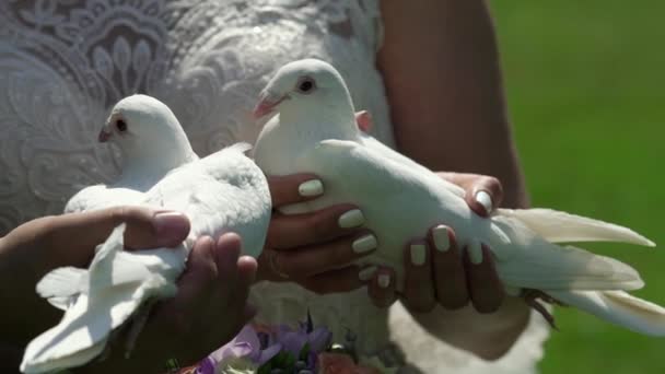 Bride and groom wedding couple with pigeons — Stock Video