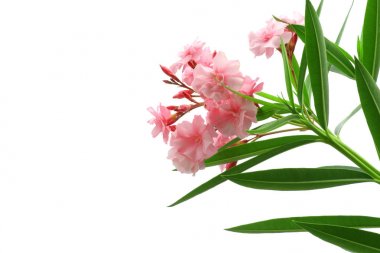beyaz arka plan 255 izole yeşil yaprakları ile pembe oleander çiçekleri