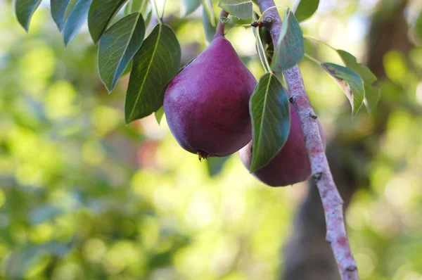 Pear branch with red pears, red bartlett pears in an orchard