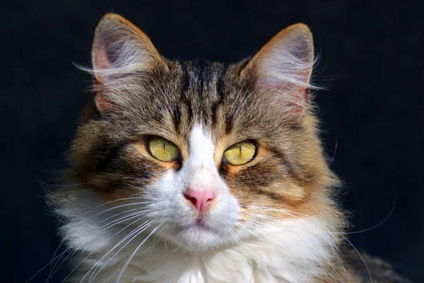 Siyah Arka Plan Üzerinde Sarı Beyaz Gri Kedi Yüzü Yakın — Stok fotoğraf