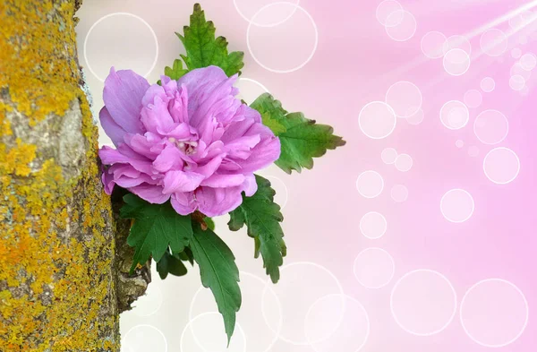 Hibiscus Syriacus Lavender, semi-idouble flower variety, characterized by a romantic lavender color of the petals and the central petaloids.