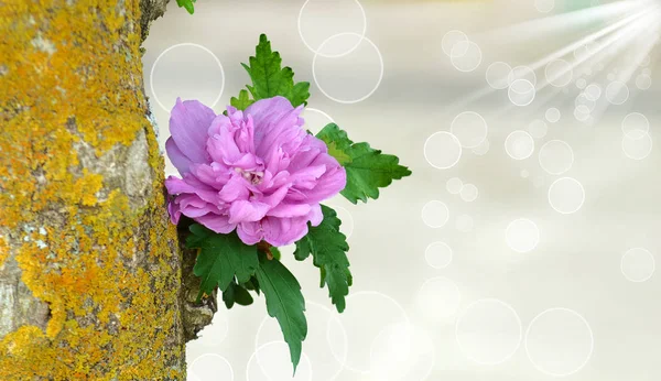 히비스커스 시리아쿠스 라벤더 아이더블 플라워 버라이어티 꽃잎과 꽃잎의 로맨틱한 라벤더 — 스톡 사진