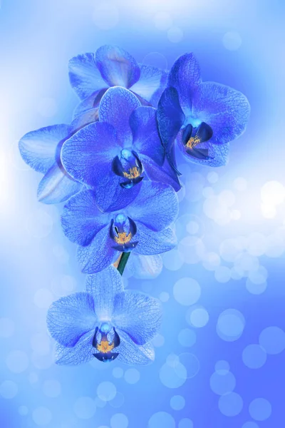 Fondo Con Orquídeas Monocromas Sobre Hermoso Fondo —  Fotos de Stock