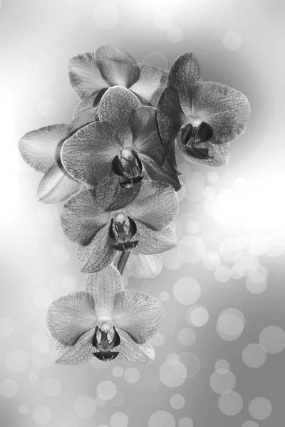 Sfondo Con Orchidee Monocromatiche Uno Sfondo Bellissimo — Foto Stock