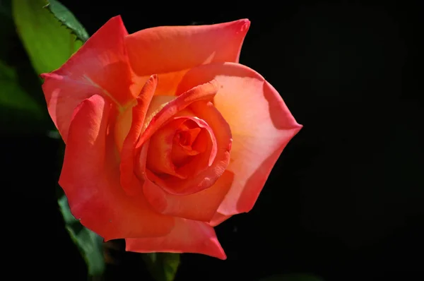 Macro Una Rosa Naranja Con Dos Hojas Sobre Fondo Negro — Foto de Stock