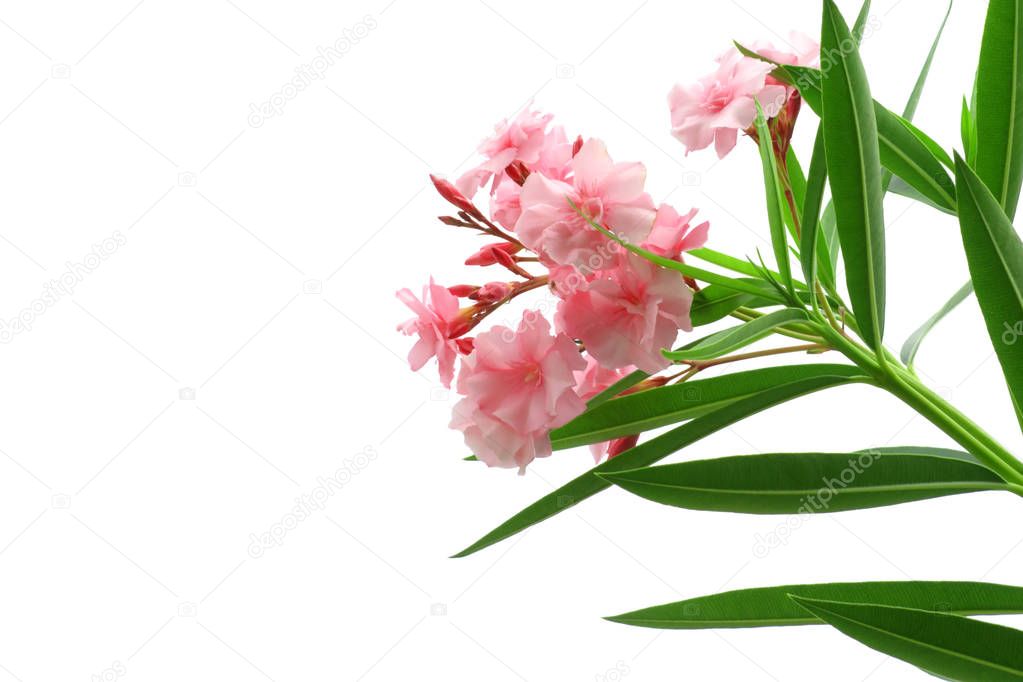 pink oleander flowers with green leaves isolated on white background 255