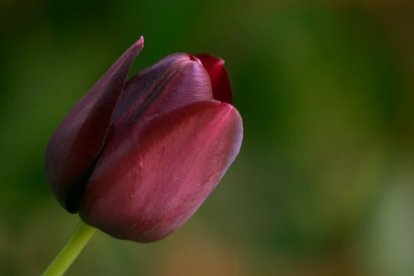 Flor Tulipán Borgoña Sobre Fondo Borroso — Foto de Stock