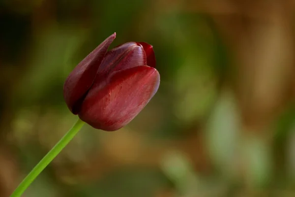 Burgundy tulip flower on blurred background