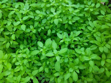 bergamasco fesleğen doku küçük yaprakları ile kokulu 