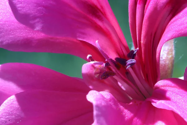 Closeup Uma Flor Gerânio Lilás — Fotografia de Stock