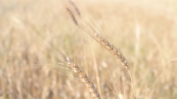 Oren Van Tarwe Gesust Door Zomerbries — Stockvideo