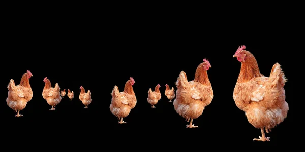 Brown Chicken Hens Standing Isolated Black Background — Stock Photo, Image