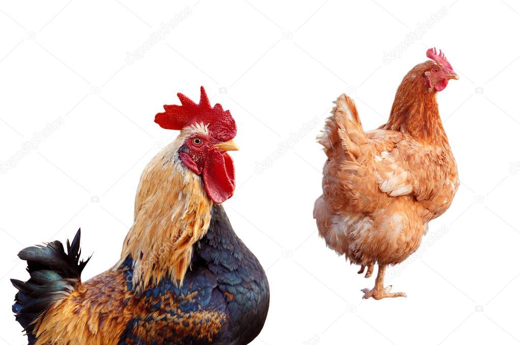 hens and chicken rooster standing isolated white background