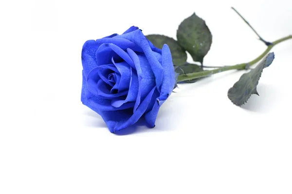 Rosa Azul Sobre Fondo Blanco — Foto de Stock