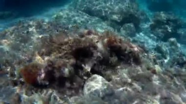 kum yosunları ile denizde sualtı